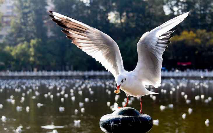 昆明翠湖公園的海鷗什么時(shí)候走，何時(shí)搬家？.jpg